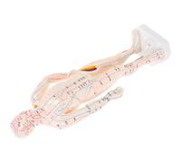 MOLUCKFU Modèle Acupuncture Humain Réaliste avec Points Acupression et Méridiens Simulation Corporelle pour Formation et Affichage Éducation Chinoise