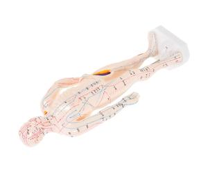 MOLUCKFU Modèle Acupuncture Humain Réaliste avec Points Acupression et Méridiens Simulation Corporelle pour Formation et Affichage Éducation Chinoise