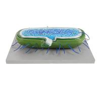 MOLUCKFU Modèle Cellulaire Anatomique 3D Microbes et Matériel Pédagogique pour Biologie Modèle Micro-Organismes Réaliste d’Enseignement Scientifique Démonstration en Classe Étude