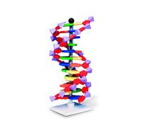 Molymod Modèle de double hélice d'ADN, 12 segments, kit miniDNA