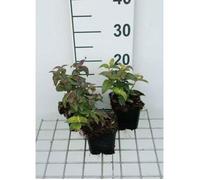 Monarda bradburiana - Monarda en pot de 9 x 9 cm