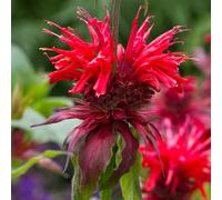 Monarda Fireball - Une plante vivace d'extérieur rustique et caduque