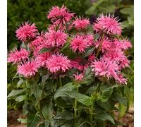 Monarde 'Balmy Pink' - Plante vivace rustique et caduque d'extérieur