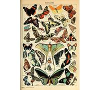 Monarque Papillon Décoration de chambre Coloré Tableau Plateforme Rétro Botanique Nature Animal Vintage Esthétique Science Education Dortoir Chambre Décoration murale Cool Art Poster 40,6 x 61 cm