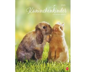 Monika Wegler Calendrier 2025 avec des adorables photos de lapins - Calendrier décoratif pour les amoureux des animaux - Format portrait 34 x 44 cm.