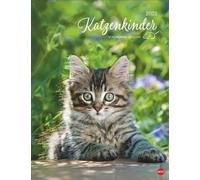 Monika Wegler Calendrier mural 2023 avec des chatons irrésistibles en portrait, un grand calendrier mural avec de nombreuses photos et histoires