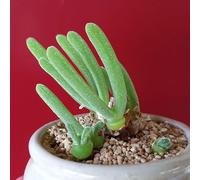 Monilaria moniliformis Graines - Sunnyplants, Bunny Ear Graines, Graines de Lithops, Graines Succulentes, Graines de Pierres Vivantes, Lithops, Graines Lithop, Lithop, Graines Mesembs (20)