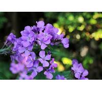 Monnaie du Pape Mini-motte Lunaria annua, Herbe aux écus