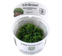 Monosolenium tenerum - in-vitro - Plantes d'aquarium