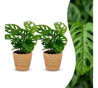 Monstera Adansonii - Rhaphidophora Tetrasperma - 2 plantes - avec panier - 25cm - Ø12cm