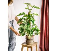 Monstera adansonii tuteur