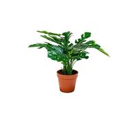 Monstera Décoratif Artificiel Hauteur 45cm - ROCKER -