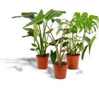 Monstera Deliciosa - Ø21cm - ↕75cm + Alocasia Zebrina - Ø19cm - ↕75cm + Strelitzia Nicolai - Ø19cm - ↕85cm