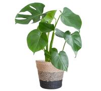 Monstera Deliciosa avec panier Lisbonne noir - 40-50cm - Ø17cm - Plante d'intérieur - Vert persistant