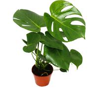 Exotenherz - Monstera deliciosa - feuille de fenêtre - pot de 12cm - ca. 30-35cm de haut