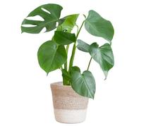 Monstera Deliciosa met Lissabon mand wit - 40-50cm - Ø17cm - Plante d'intérieur - Vert persistant