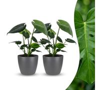 Monstera Deliciosa - Plante à trous - 2 plants - avec pot gris - 30cm - Ø12cm