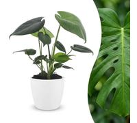 Monstera Deliciosa - Plante à trous - avec pot blanc - 30cm - Ø12cm