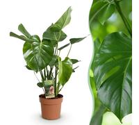 Monstera Deliciosa - Plante en trou - Peu d'entretien - Vert - 50-55cm - Ø17cm - Plante d'intérieur - Vert persistant
