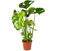 Monstera Deliciosa - Plante trouée - Plante d'intérieur - purificateur d'air - D17 cm - H50-60 cm