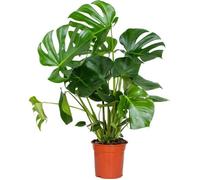 Monstera Deliciosa - Plante trouée - Plante d'intérieur - Purificateur d'air - D21 cm - H70-80 cm
