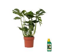 Monstera Deliciosa - Pokon - Plante d'intérieur XL - Pot 21cm - Hauteur 70-80cm