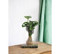 Monstera en hydroculture et vase
