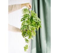 Monstera monkey leaf