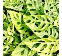 Monstera obliqua en pot 20-30 cm Monstera Monkey Leaf Plante d'intérieur Dépolluante vert