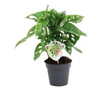Monstera Obliqua 'Monkey Leaf' - 25 cm - Ø12