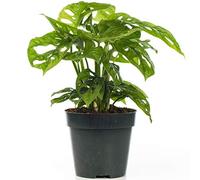 Monstera obliqua Monkey Leaf Plante en pot d'intérieur pour la Maison ou le Bureau