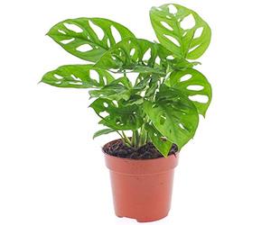 Monstera Obliqua vive Monstera Monkey Plante verte d'intérieur en pot 20-30 cm