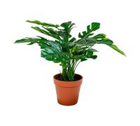 Monstera plante artificielle H45 cm verte.