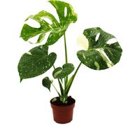 Monstera "Thai-Constellation" - feuille de fenêtre à motifs - plante d'intérieur exclusive - rareté - pot de 12cm