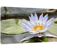 MOOL Toile Murale Motif Belle Fleur Lotus Art Print, Multicolore, Grand, 32 x 56 cm