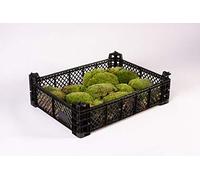 Moos Design Mousse pour litière comme la sphaigne, Fond de Terrarium pour Reptiles (1 Caisse de Billes)