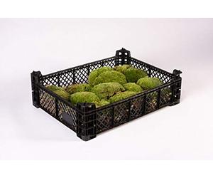 Moos Design Mousse pour litière comme la sphaigne, Fond de Terrarium pour Reptiles (1 Caisse de Billes)