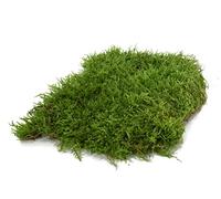 Moos Design Mousse pour terrarium pour reptiles et amphibiens I Idéal pour les terrariums bioactifs I Fond de sol Terrarium Substrat Mousse naturelle
