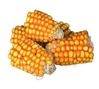 Morceaux d'Epis de maïs 300 g G
