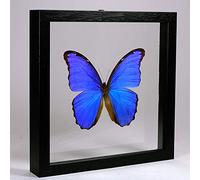 Morpho didius - Papillon bleu géant de Morpho - Vrai papillon de taxidermie monté entre verre dans un cadre en verre double fait main en bois noir