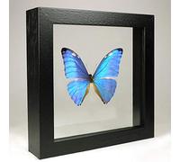 Morpho zephyritis - Le Zephyritis Morpho - Vrai Papillon de taxidermie monté Entre Verre dans Un Cadre en Verre Double Fait Main en Bois Noir