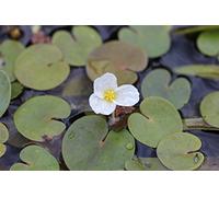 Morsure de grenouille (Hydrocharis morsus-ranae) - Plantes de bassin