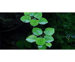 Morsure de grenouille sud-américaine - Limnobium laevigatum - TROPICA InVitro