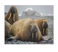 Morves sur Une Plage en Arctique, sur l’Archipel François-Joseph, Animaux Sauvages，Jigsaw Puzzles Puzzle, 1000 Pièces en Papier Adultes Puzzles, Enfants Cerveau IQ Développement Cadeau（38x26cm）-V64