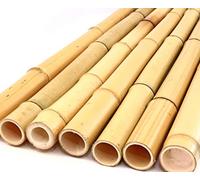 Moso 1 tige de bambou jaune, blanchie, diamètre : 2,8 - 3,5 cm, longueur : 200 cm, tuteur pour faire grimper la plante dans le jardin.