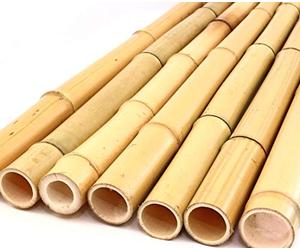 Moso 1 tige de bambou jaune, blanchie, diamètre : 2,8 - 3,5 cm, longueur : 200 cm, tuteur pour faire grimper la plante dans le jardin.