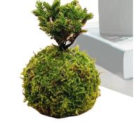 Moss Fiorter Pot, Green Moss Planter - Jardinière Naturelle - Porte de Verte, en Pot, Décoration de Jardin pour la Maison