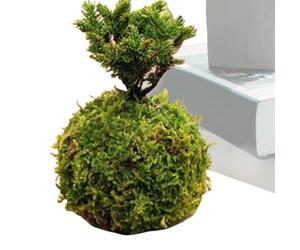Moss Fiorter Pot, Green Moss Planter - Jardinière Naturelle - Porte de Verte, en Pot, Décoration de Jardin pour la Maison