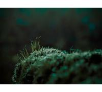 Moss - Puzzle de 500 pièces pour Adultes, Puzzles colorés pour développer l'intelligence (14 Ans et Plus)