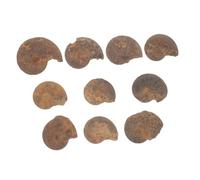 MOTHNUR 10 pièces Ornement Ammonite Naturel Modèle Éducatif Fossile Paléontologique Décor pour et Enseignants